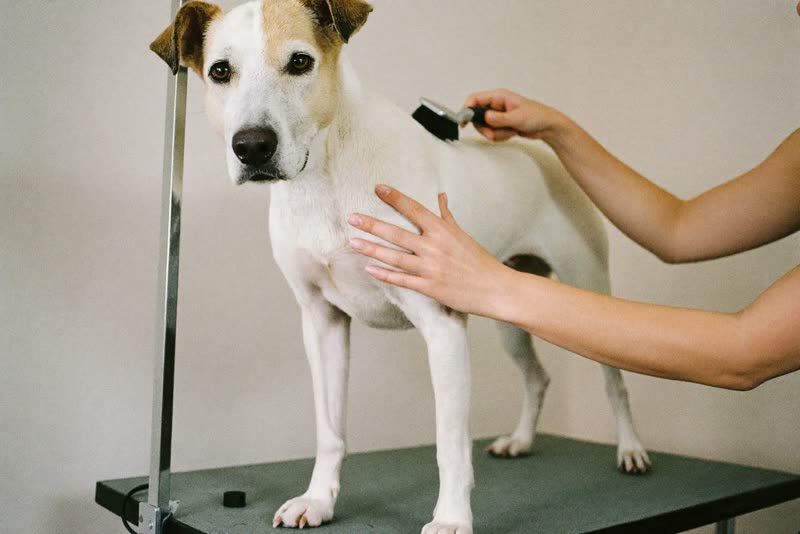 A dog standing on a grooming table while its coat is brushed