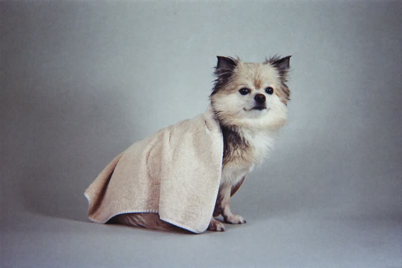 A small fluffy dog wrapped in a towel after a bath