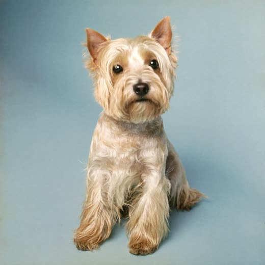 A small terrier with a freshly washed and dried coat