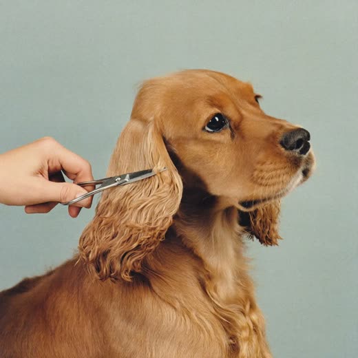A spaniel with a neatly clipped and trimmed coat