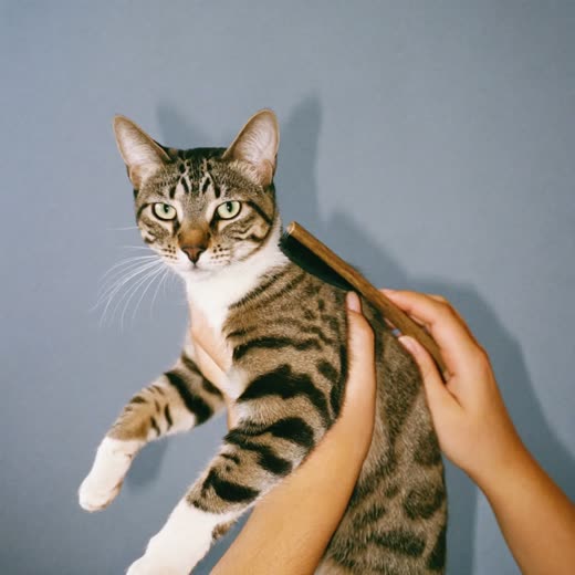 A cat being gently brushed, held steady by a pair of hands