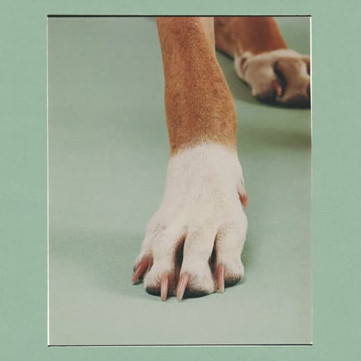 A dog's front paw with freshly trimmed nails